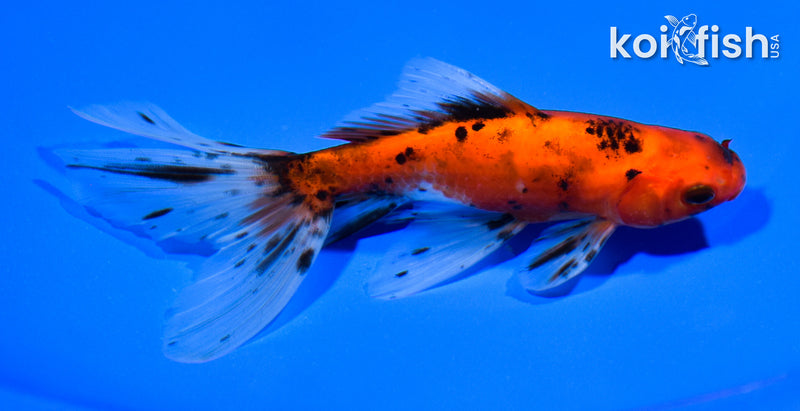 5.75" WAKIN GOLDFISH