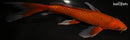 10" CHAGOI BUTTERFLY