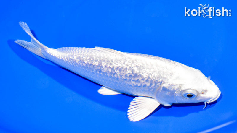 7.25" GINRIN PLATINUM OGON