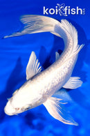 9" GINRIN PLATINUM OGON BUTTERFLY