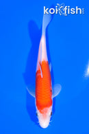 6" KOHAKU