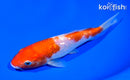 6.25" GINRIN KOAHKU