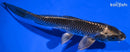 6.75" GINGA