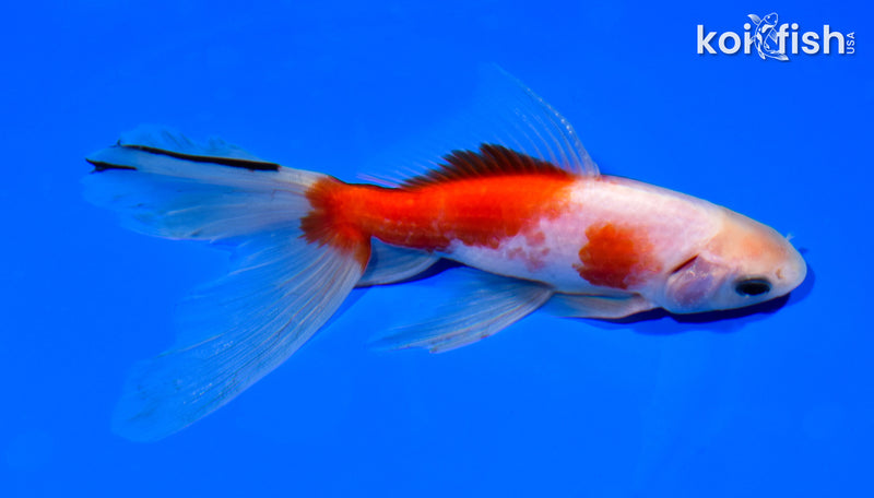 6.25" WATONAI GOLDFISH