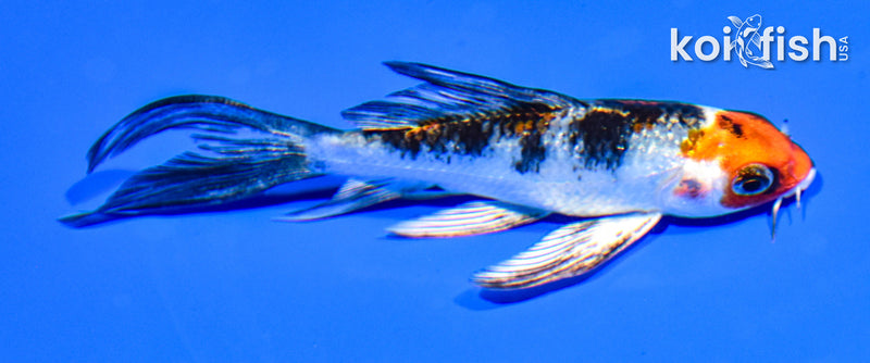 4.5" YAMATO NISHIKI BUTTERFLY