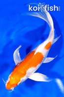 7.75" HARIWAKE BUTTERFLY