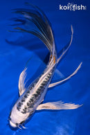 7.25" BENI KIKOKURYU BUTTERFLY