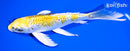 8" GINRIN KUJAKU BUTTERFLY