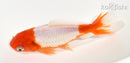 6.25" WAKIN GOLDFISH