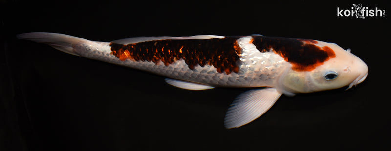 14.75" GINRIN GOROMO