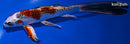 9" KUJAKU BUTTERFLY