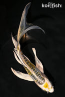 6.25" DOITSU KUJAKU BUTTERFLY