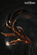 9.75" BENI KIKOKURYU BUTTERFLY