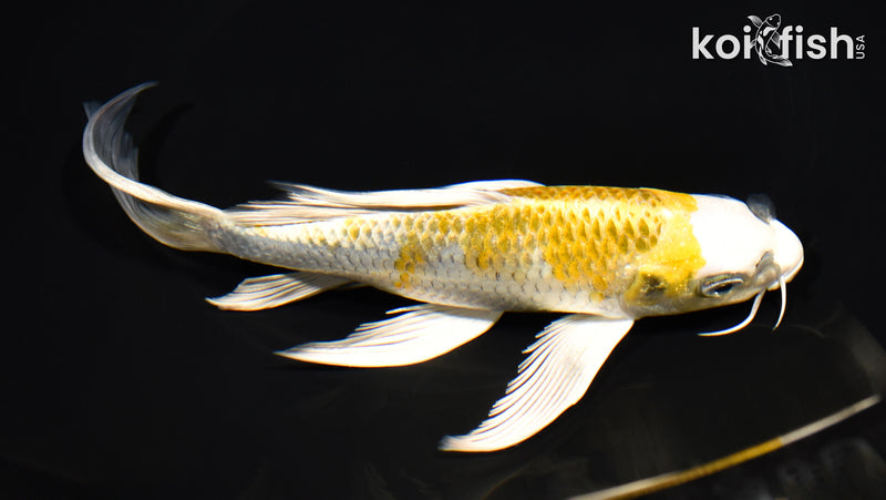 7.75" KUJAKU BUTTERFLY