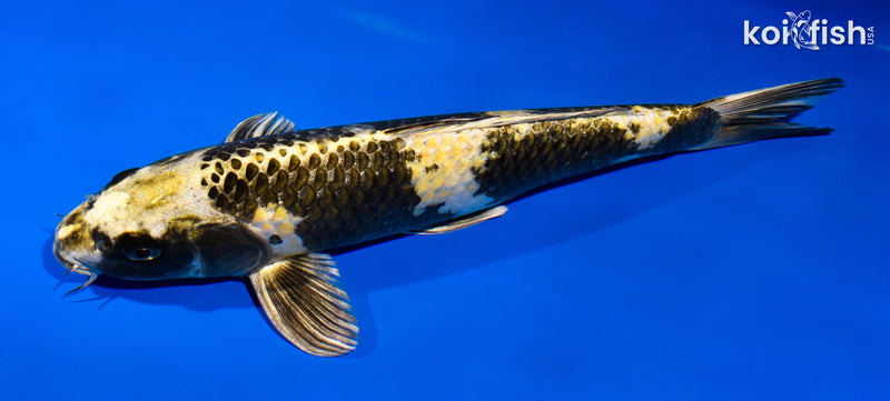 12.25" KIN KI UTSURI