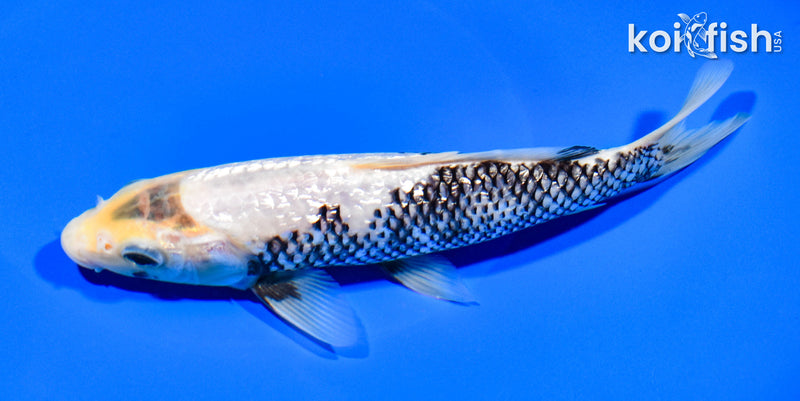 8.25" GINRIN MATUSKAWABAKE