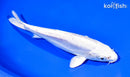 6.75" DOITSU PLATINUM OGON
