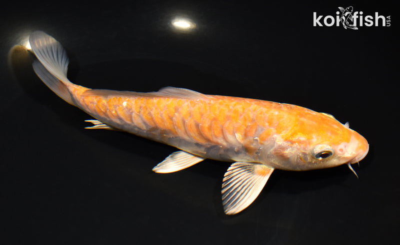 7.5" ARAGOKE OCHIBA SHIGURE