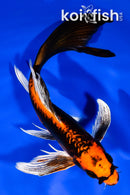 8" DOITSU ORENJI MATSUBA BUTTERFLY