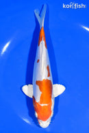 7' KIKUSUI