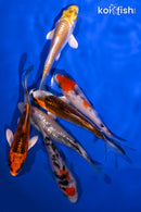 PACK OF (6) 3.75-4.5" STANDARD KOI