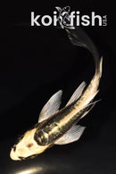 5" KIN KIKOKURYU BUTTERFLY