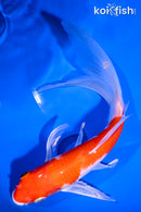 8" HARIWAKE BUTTERFLY