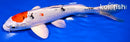 8" YAMATO NISHIKI