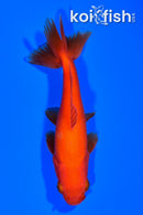 4.5" WAKIN GOLDFISH