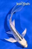 4.75" DOITSU GIN MATSUBA BUTTERFLY