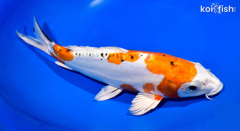 11.25" HEISEI NISHIKI