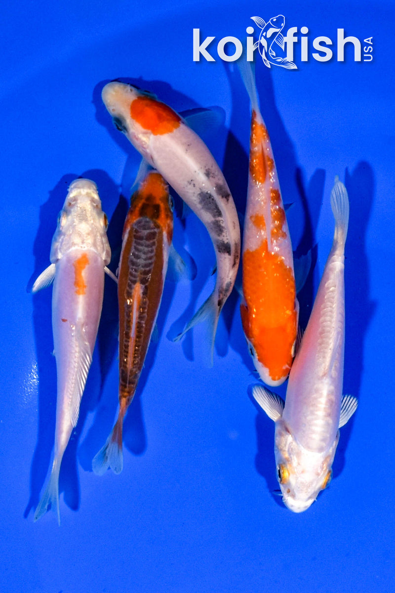 PACK OF (5) 3.5"- 4" STANDARD KOI
