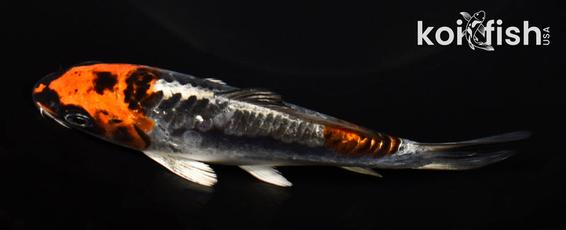 5" BENI KIKOKURYU