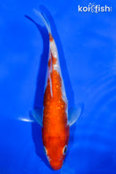 5" GINRIN KOHAKU