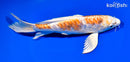9" KIKUSUI BUTTERFLY
