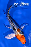 5" YAMATO NISHIKI BUTTERFLY
