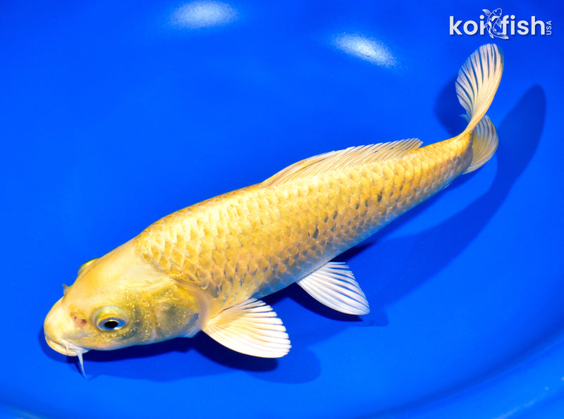 8.75" YAMABUKI OGON
