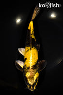 11" KIN KI UTSURI