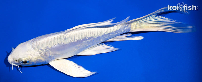 5.75" ARAGOKE PLATINUM OGON BUTTERFLY