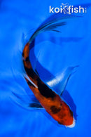 5.5" AKA SANKE BUTTERFLY