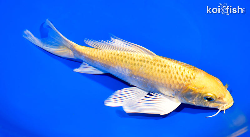 8.5" LEMON HARIWAKE BUTTERFLY