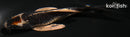 5" BENI KIKOKURYU BUTTERFLY