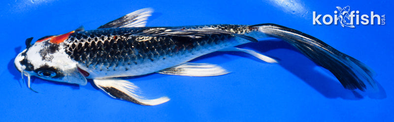 6" BENI GINGA BUTTERFLY