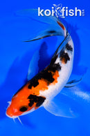 6.5" SANKE BUTTERFLY