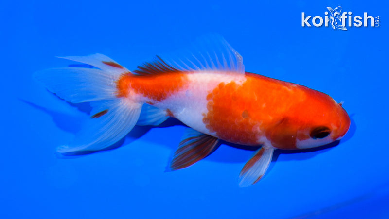 4.75" WAKIN GOLDFISH