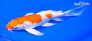 7.75" HARIWAKE BUTTERFLY