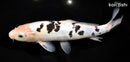 11.25" DOITSU SHIRO BEKKO