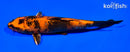5.75" KIN HI UTSURI