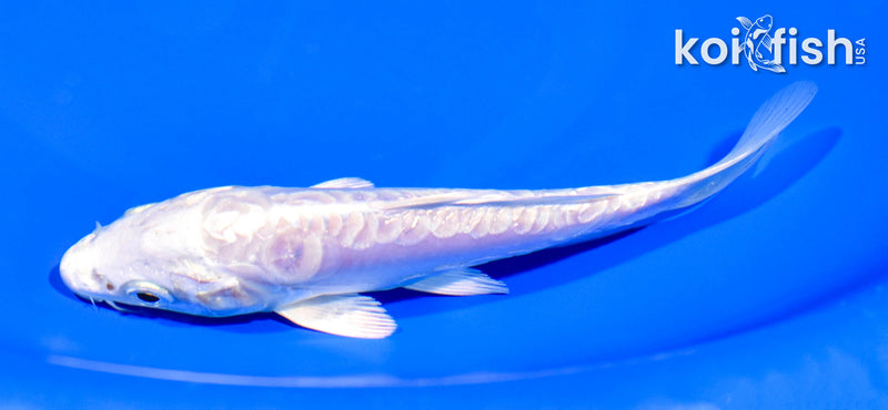 5.5" GINRIN ARAGOKE PLATINUM OGON