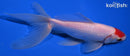 6.75" TANCHO WATONAI GOLDFISH